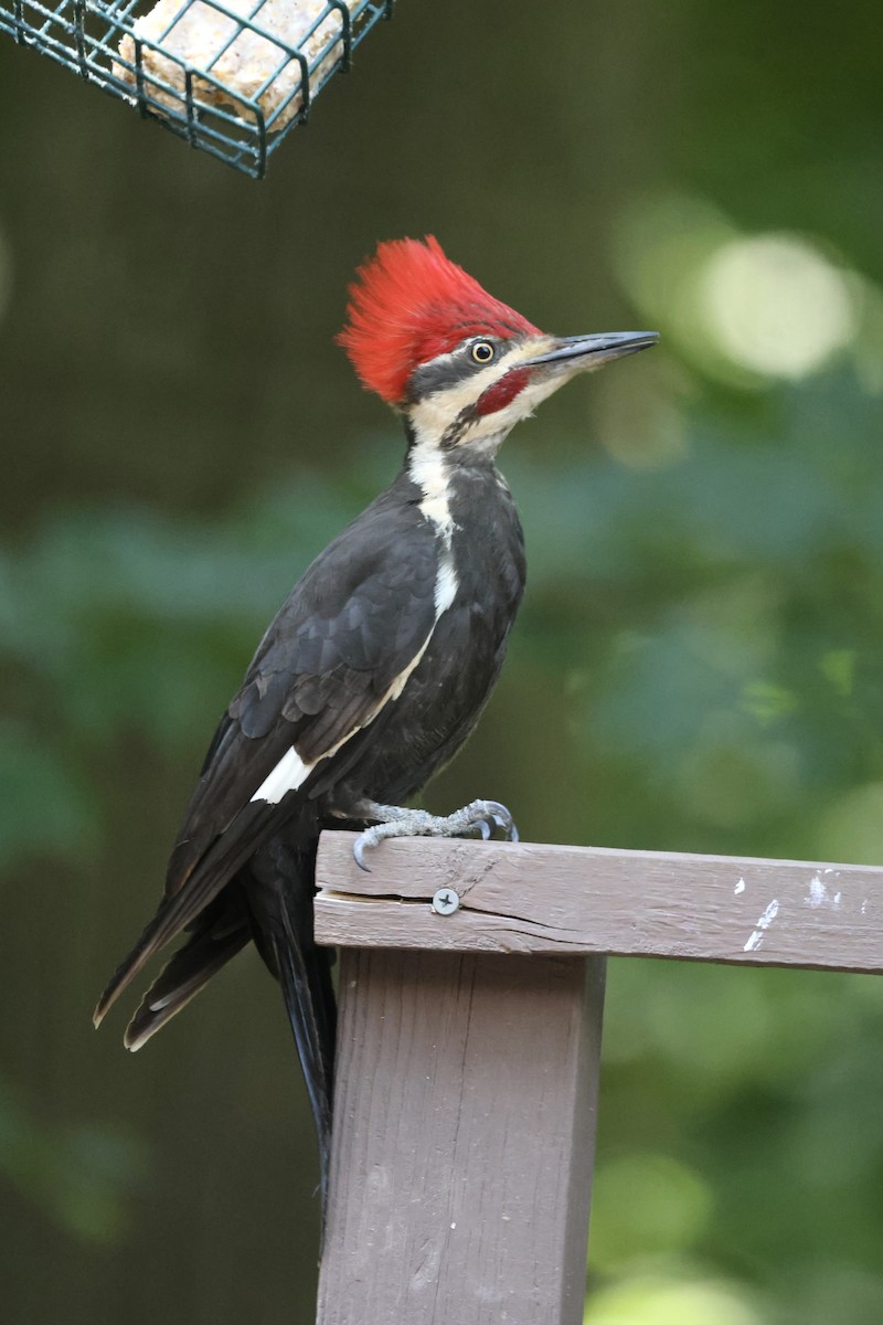 Pileated Woodpecker - ML620494840