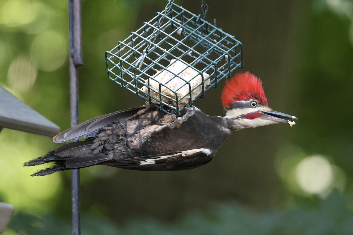 Pileated Woodpecker - ML620494841