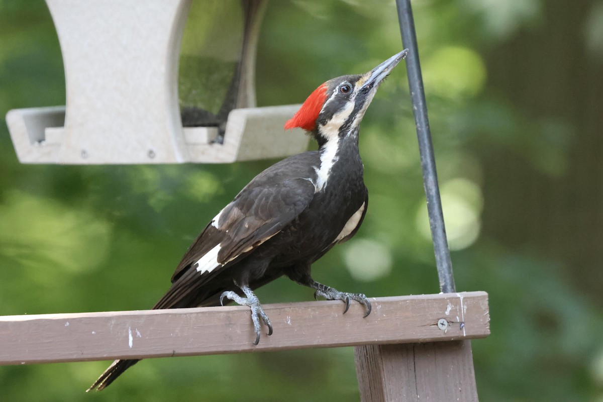 Pileated Woodpecker - Michael McCloy