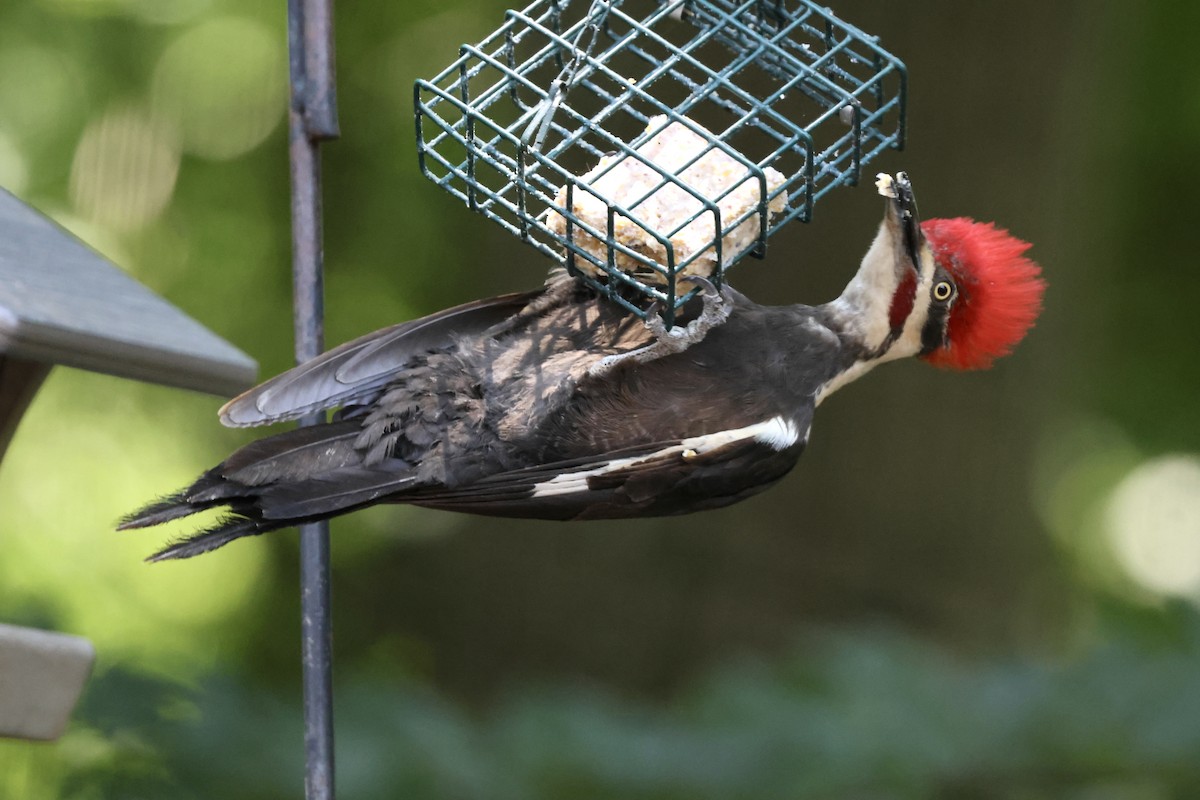 Pileated Woodpecker - ML620494843