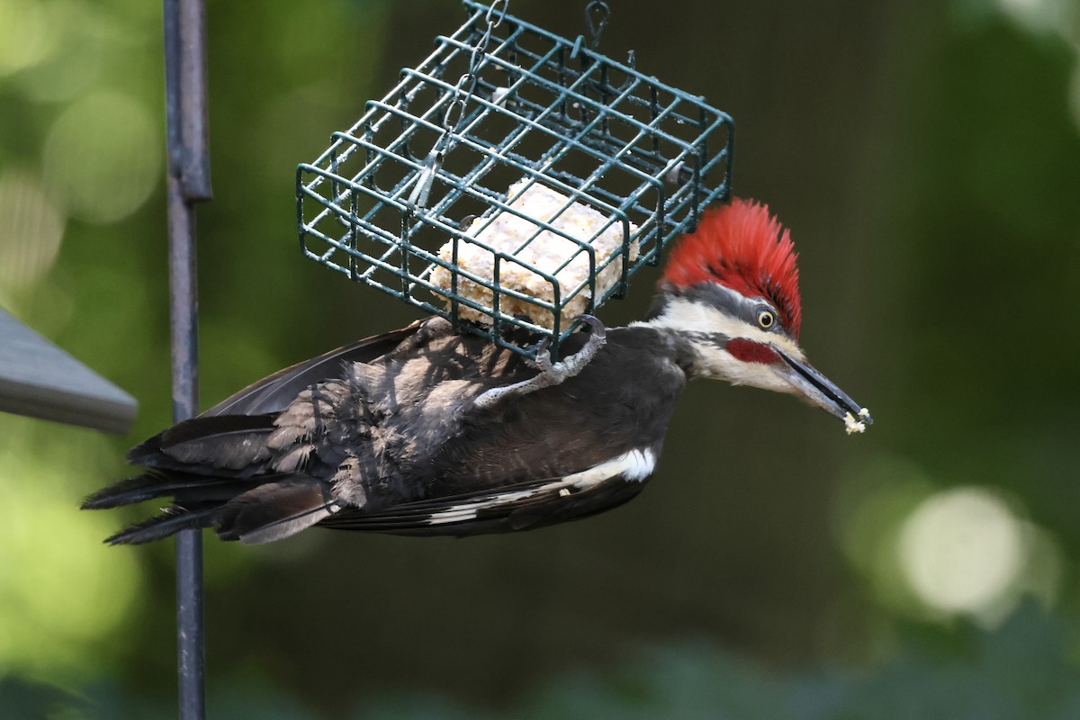 Pileated Woodpecker - ML620494844