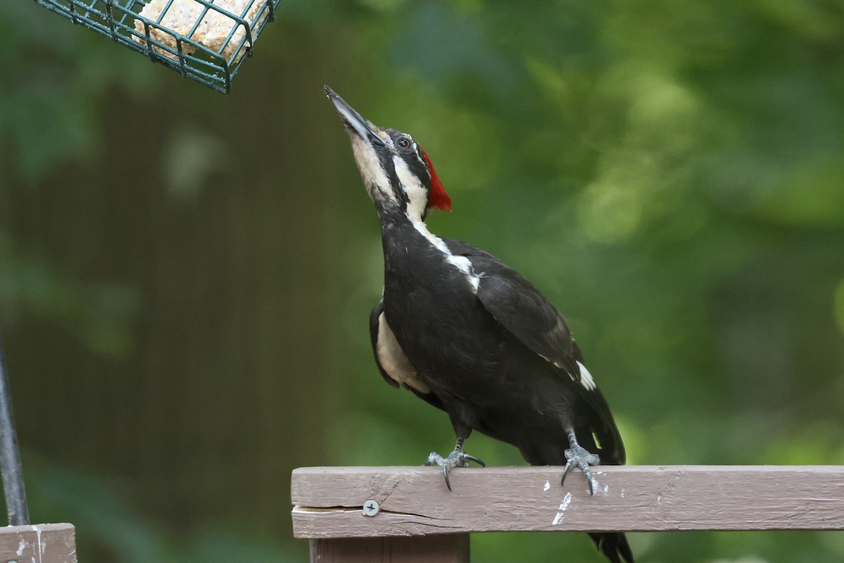 Pileated Woodpecker - ML620494845