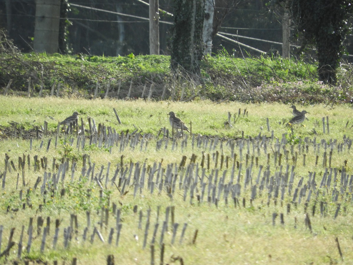 Eurasian Thick-knee - ML620494847