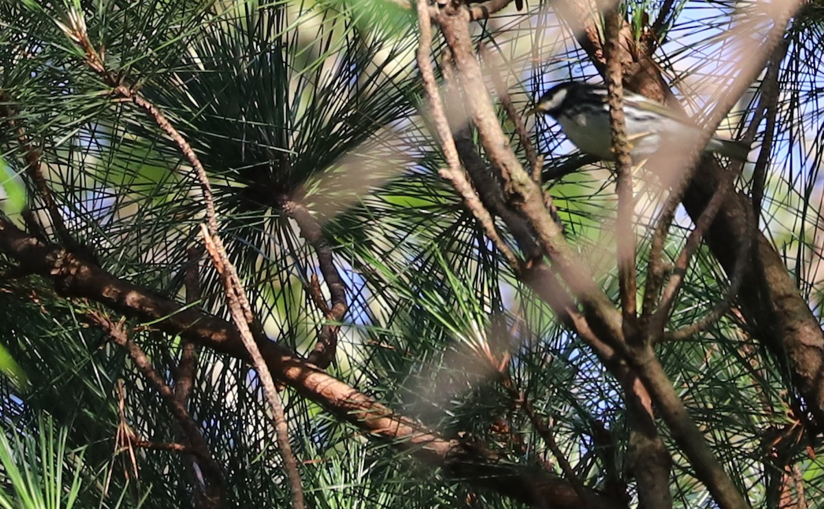 Blackpoll Warbler - ML620494848