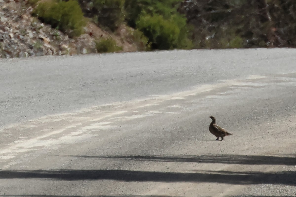 Sooty Grouse - ML620494856