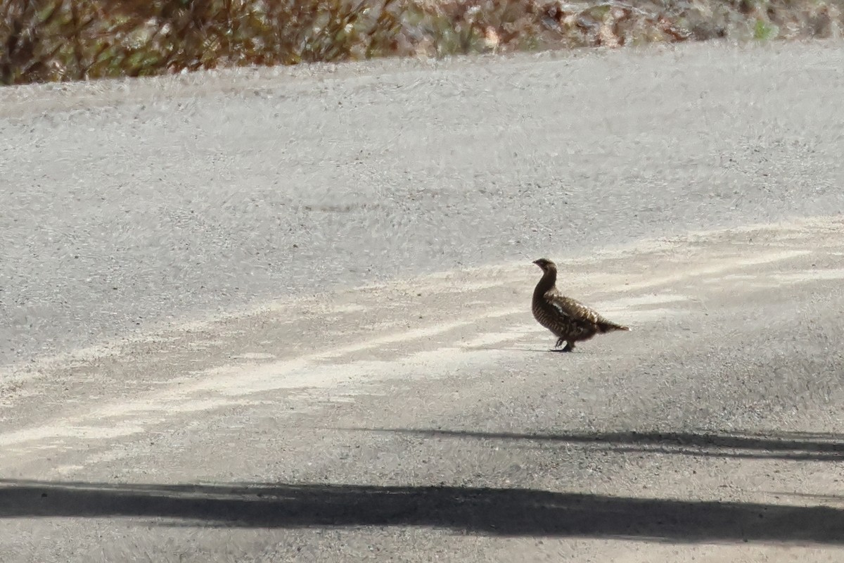 Sooty Grouse - ML620494857