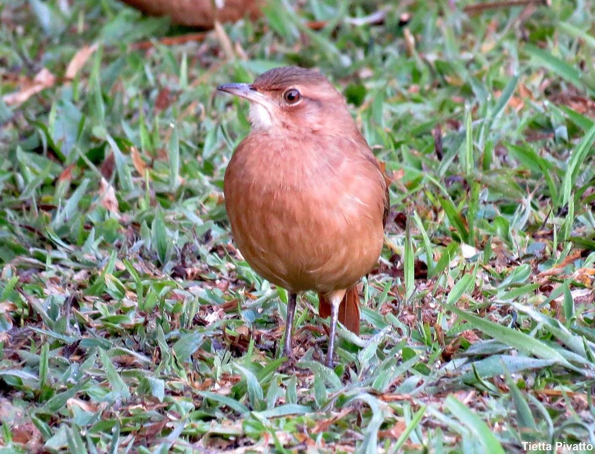 Rufous Hornero - ML620494860