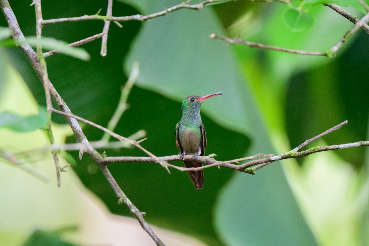 Rufous-tailed Hummingbird - ML620494862