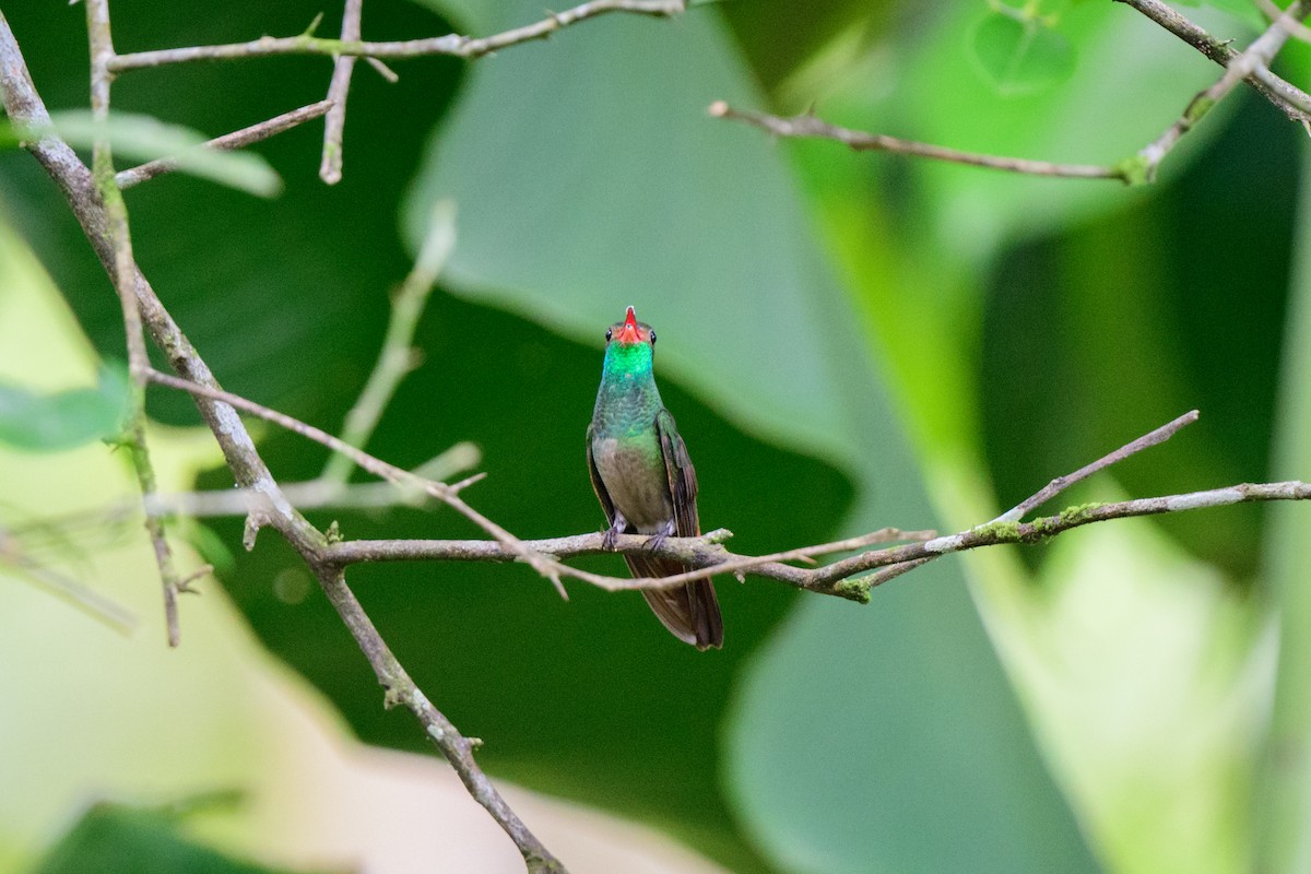 Rufous-tailed Hummingbird - ML620494863