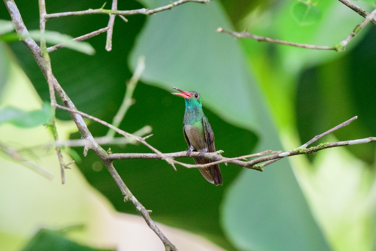 Rufous-tailed Hummingbird - ML620494864