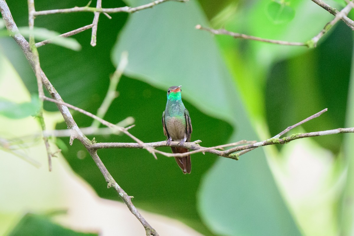 Rufous-tailed Hummingbird - ML620494865