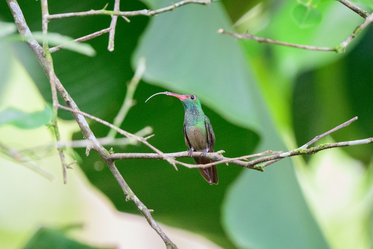 Rufous-tailed Hummingbird - ML620494866