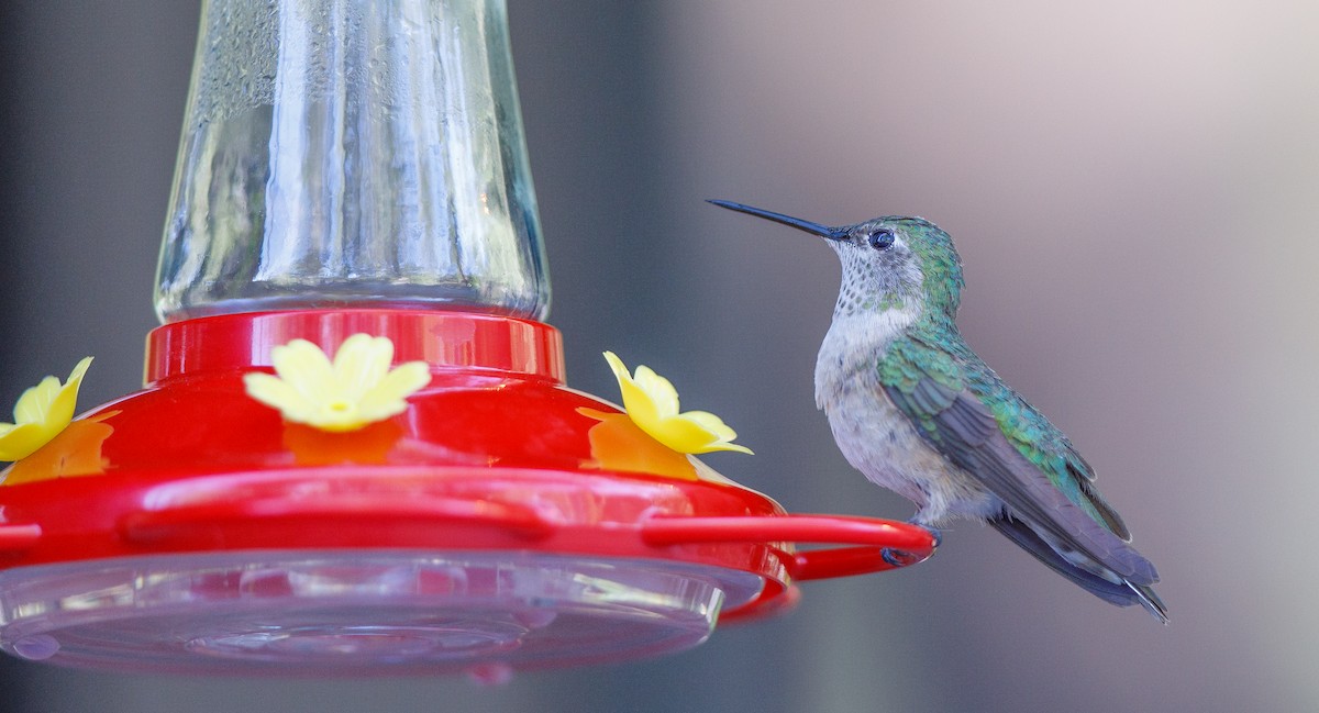 Broad-tailed Hummingbird - ML620494868