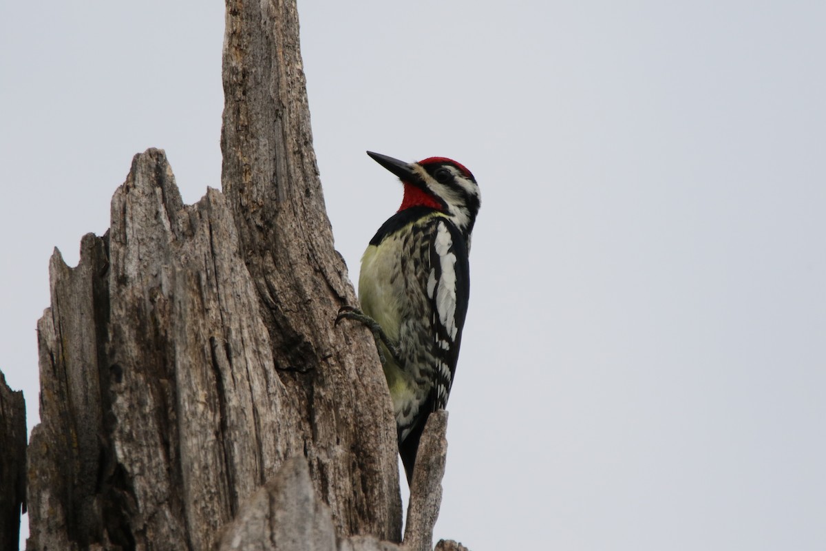 Yellow-bellied Sapsucker - Dylan Micallef