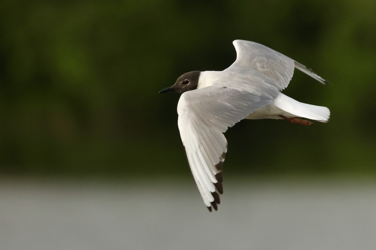 Bonaparte's Gull - ML620494870