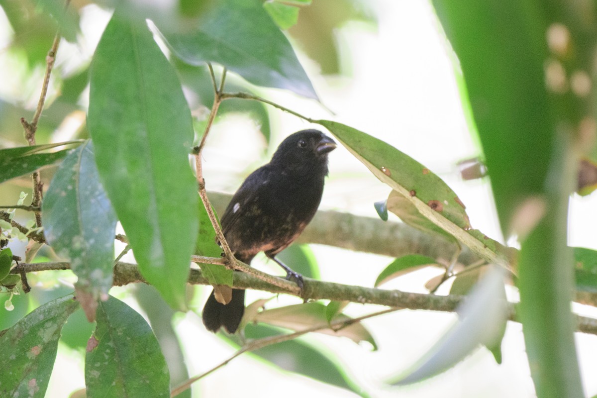 Variable Seedeater - ML620494872