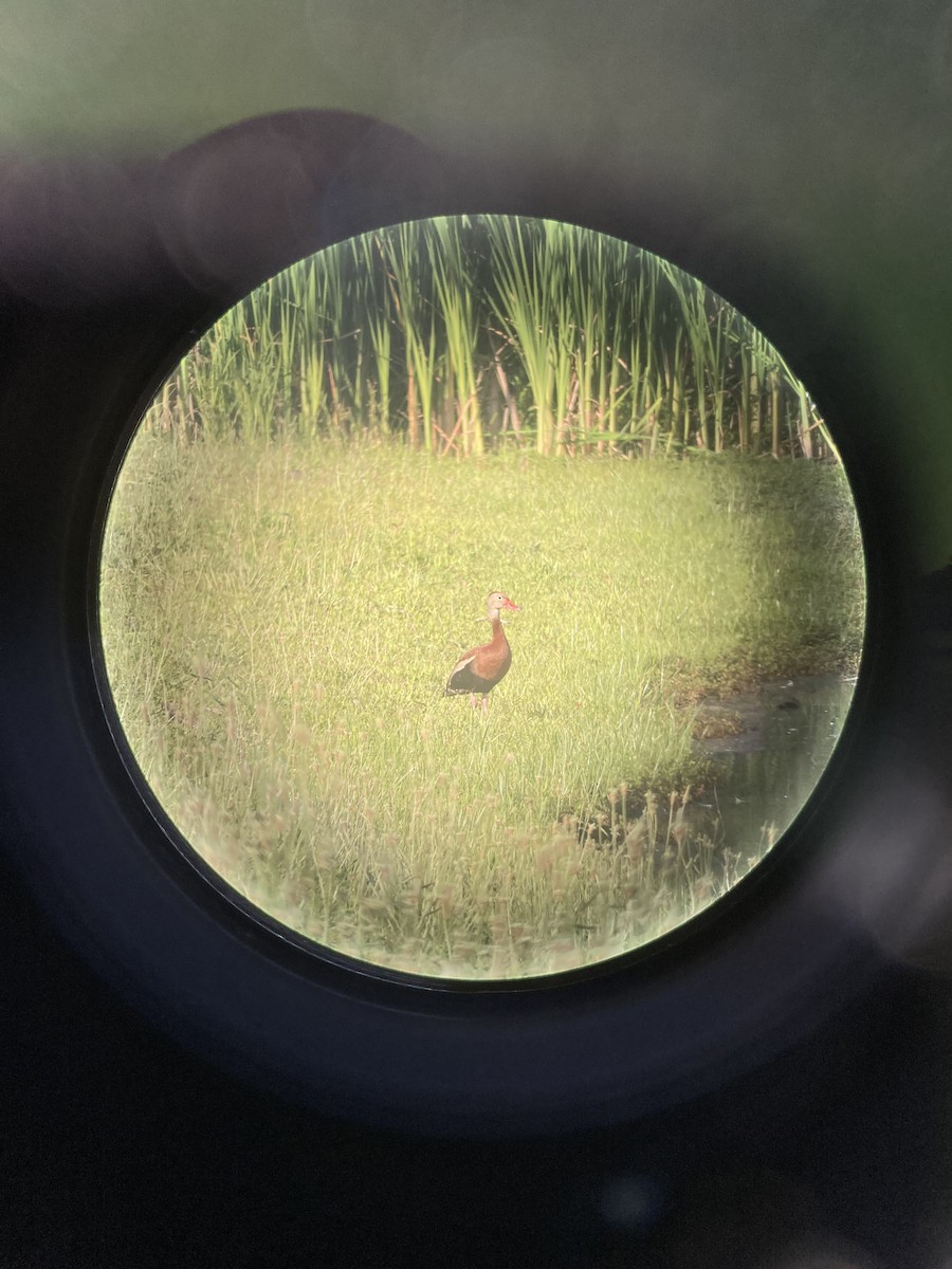 Black-bellied Whistling-Duck - ML620494878