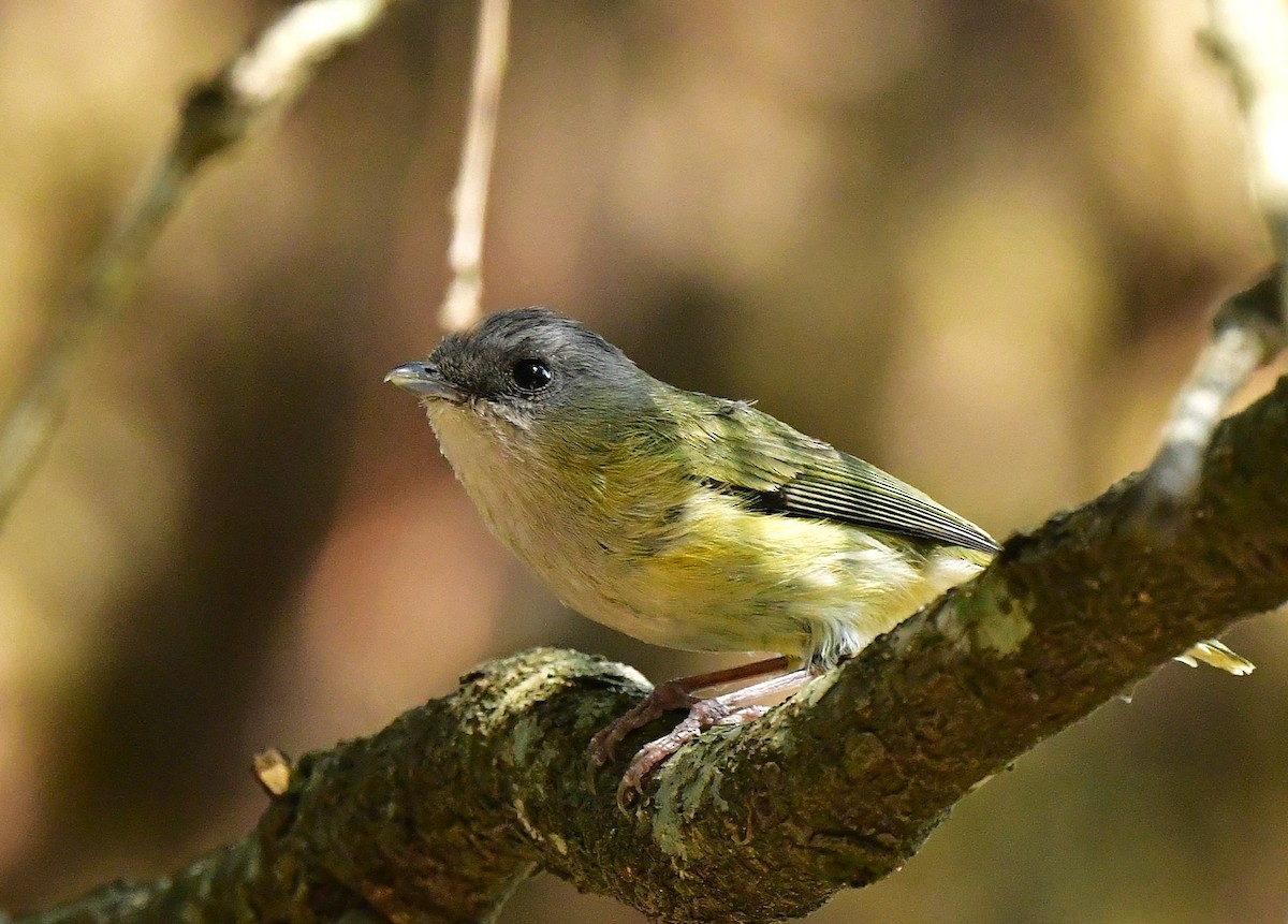 Green Shrike-Babbler - Anirban  Bhaduri