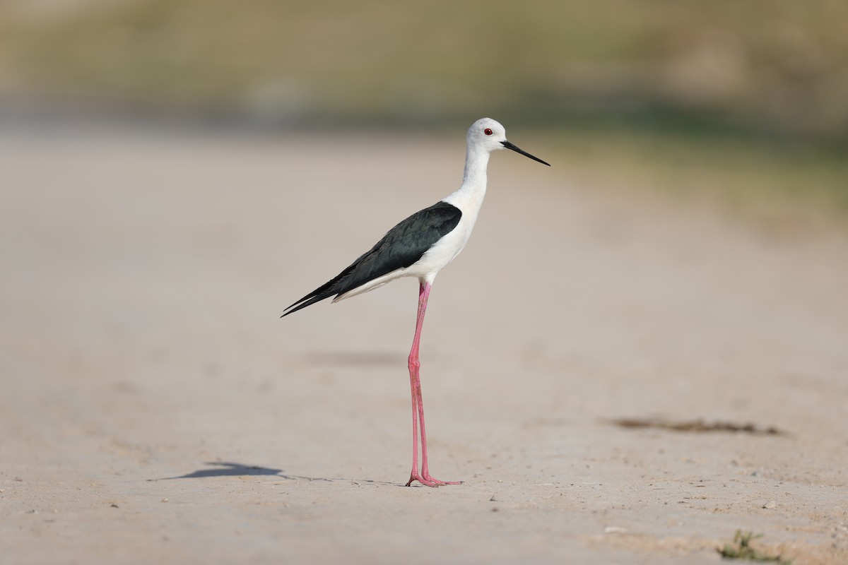 Black-winged Stilt - ML620494881
