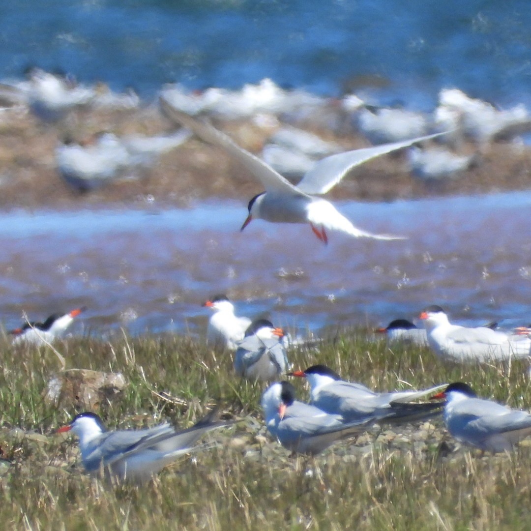 Common Tern - ML620494882