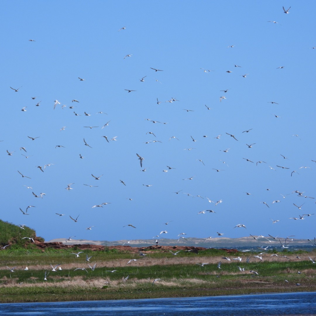 Common Tern - ML620494884