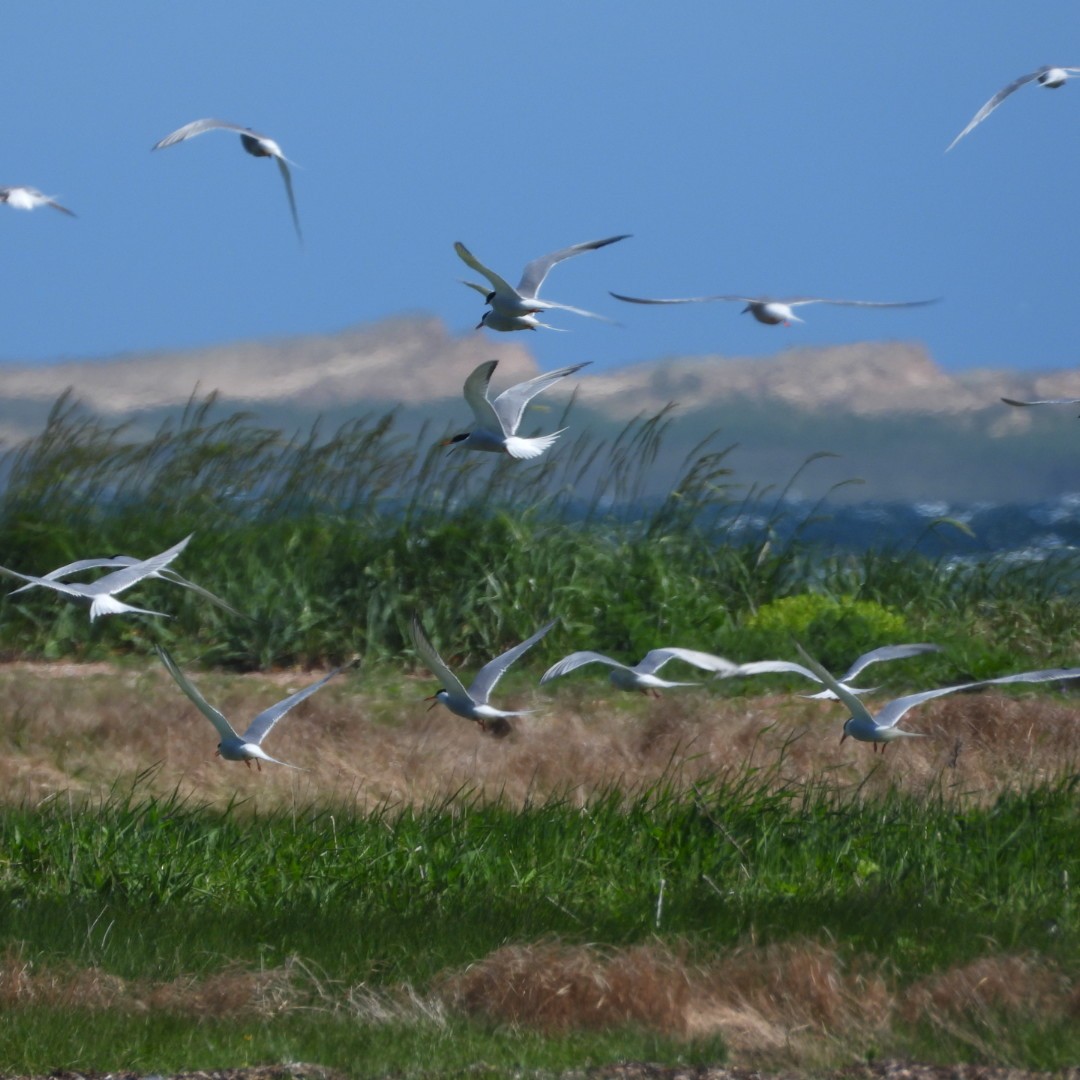 Common Tern - ML620494885