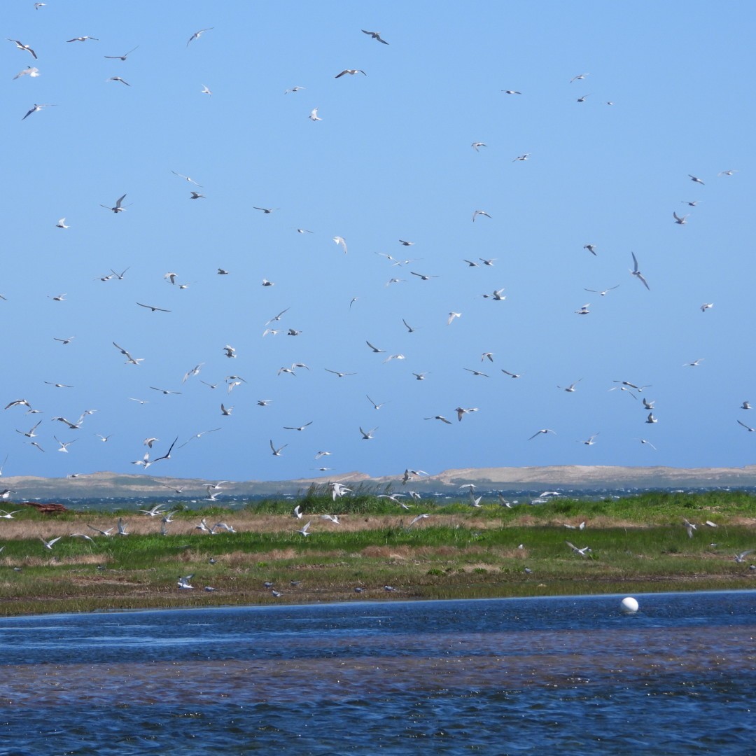 Common Tern - ML620494886