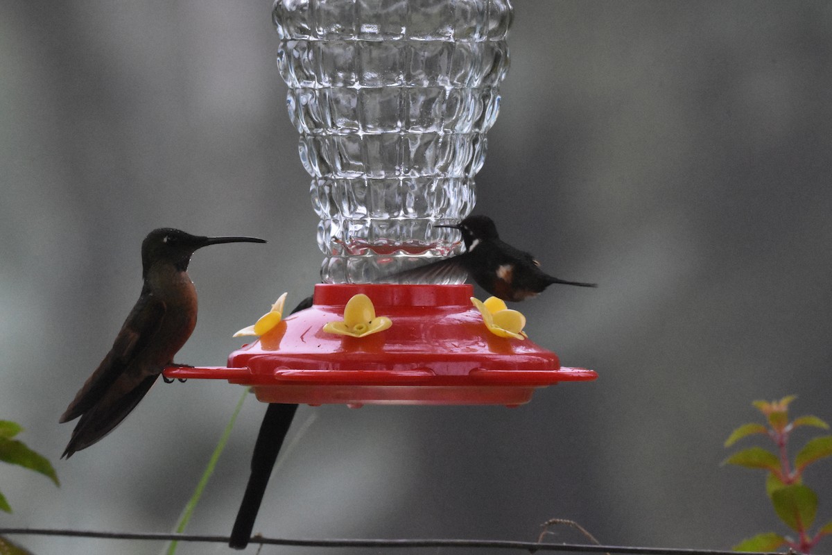 Colibrí de Mitchell - ML620494887