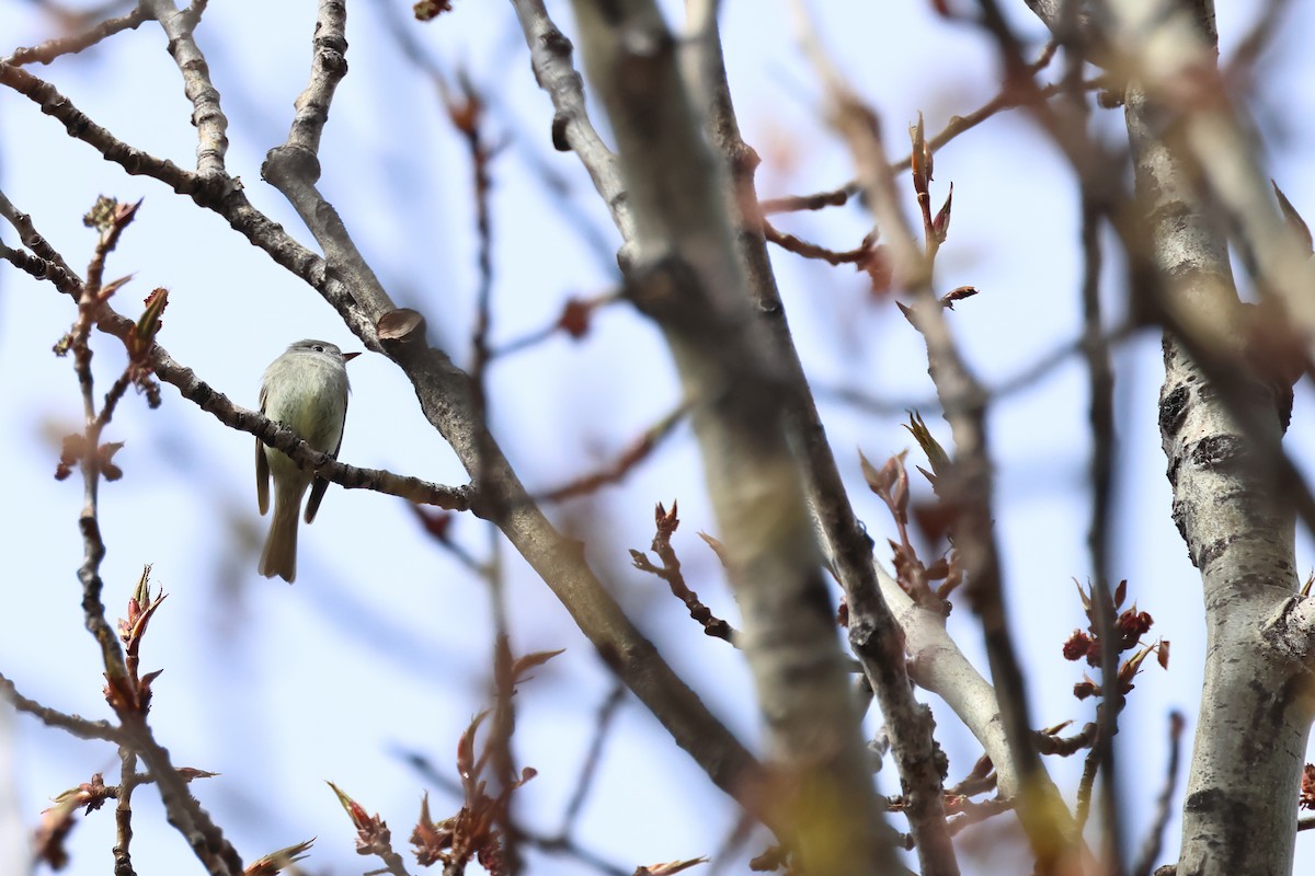 Hammond's Flycatcher - Serge Rivard