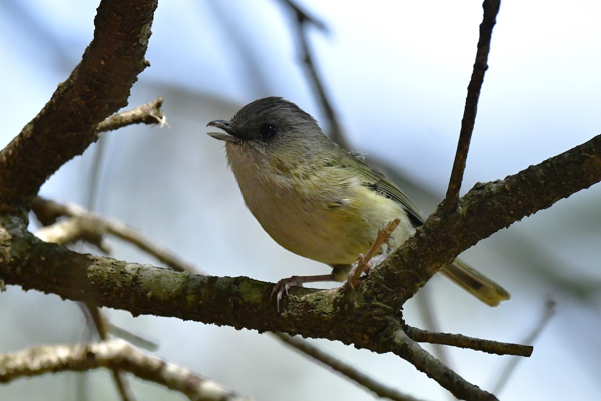 Green Shrike-Babbler - ML620494892