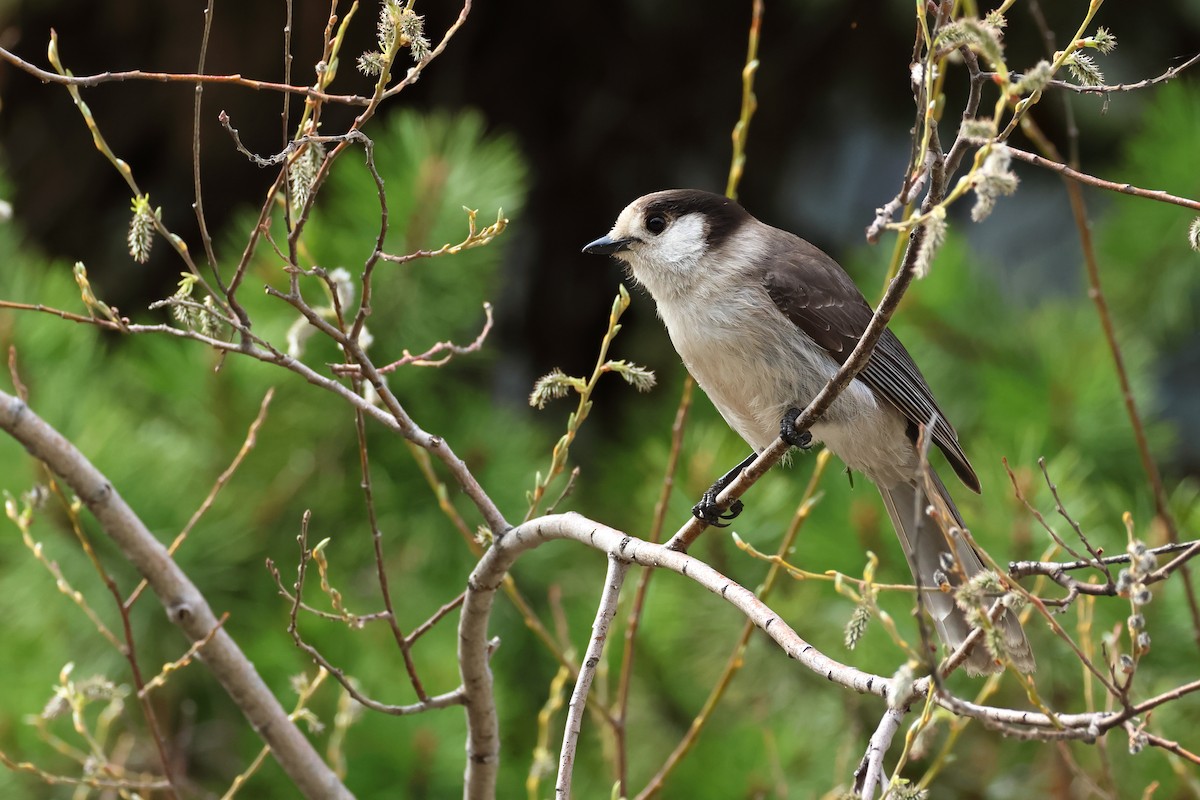 Canada Jay - ML620494899