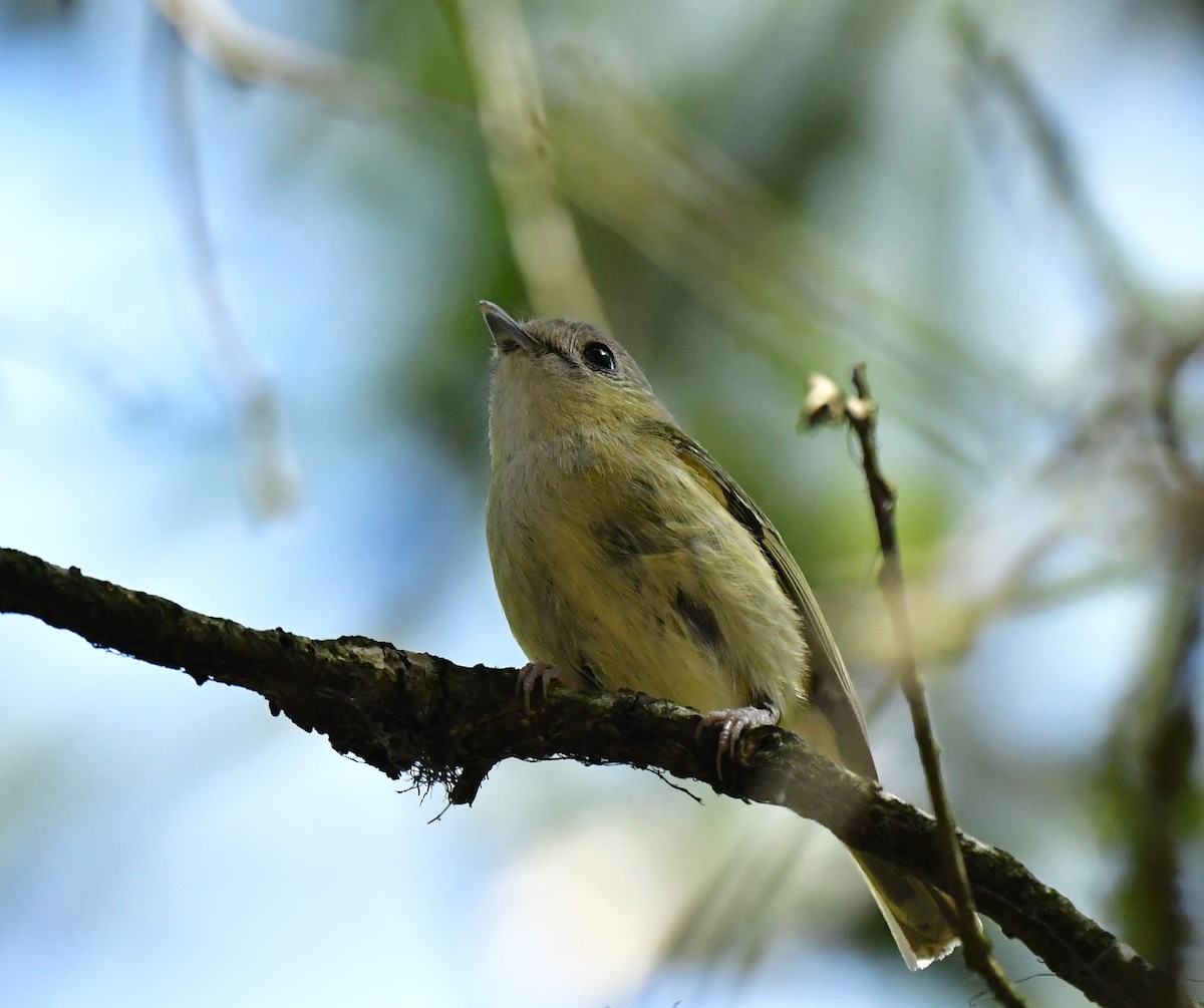 Green Shrike-Babbler - Anirban  Bhaduri
