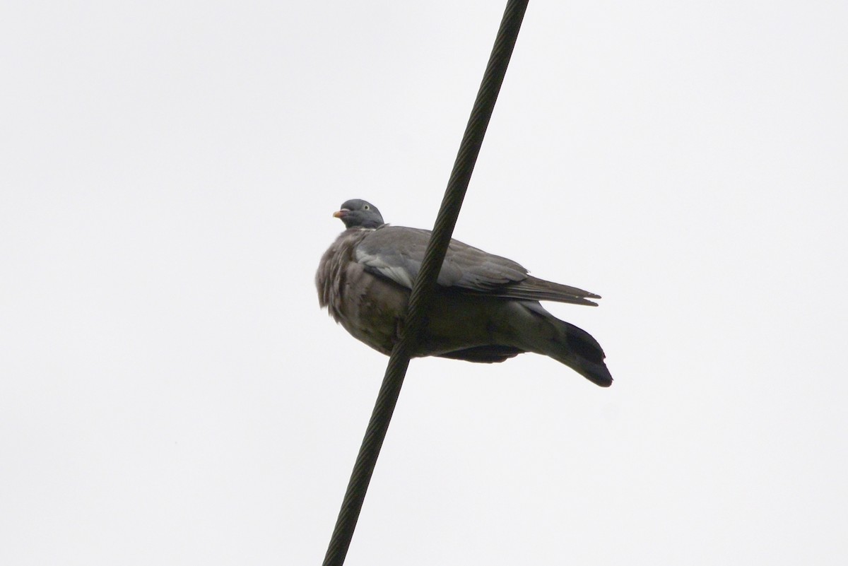 Common Wood-Pigeon - ML620494905