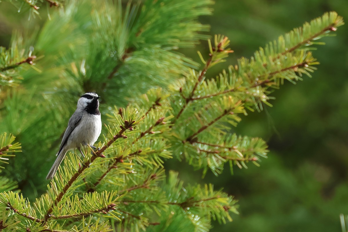 Mountain Chickadee - ML620494909