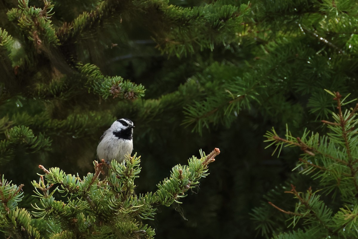 Mésange de Gambel - ML620494911