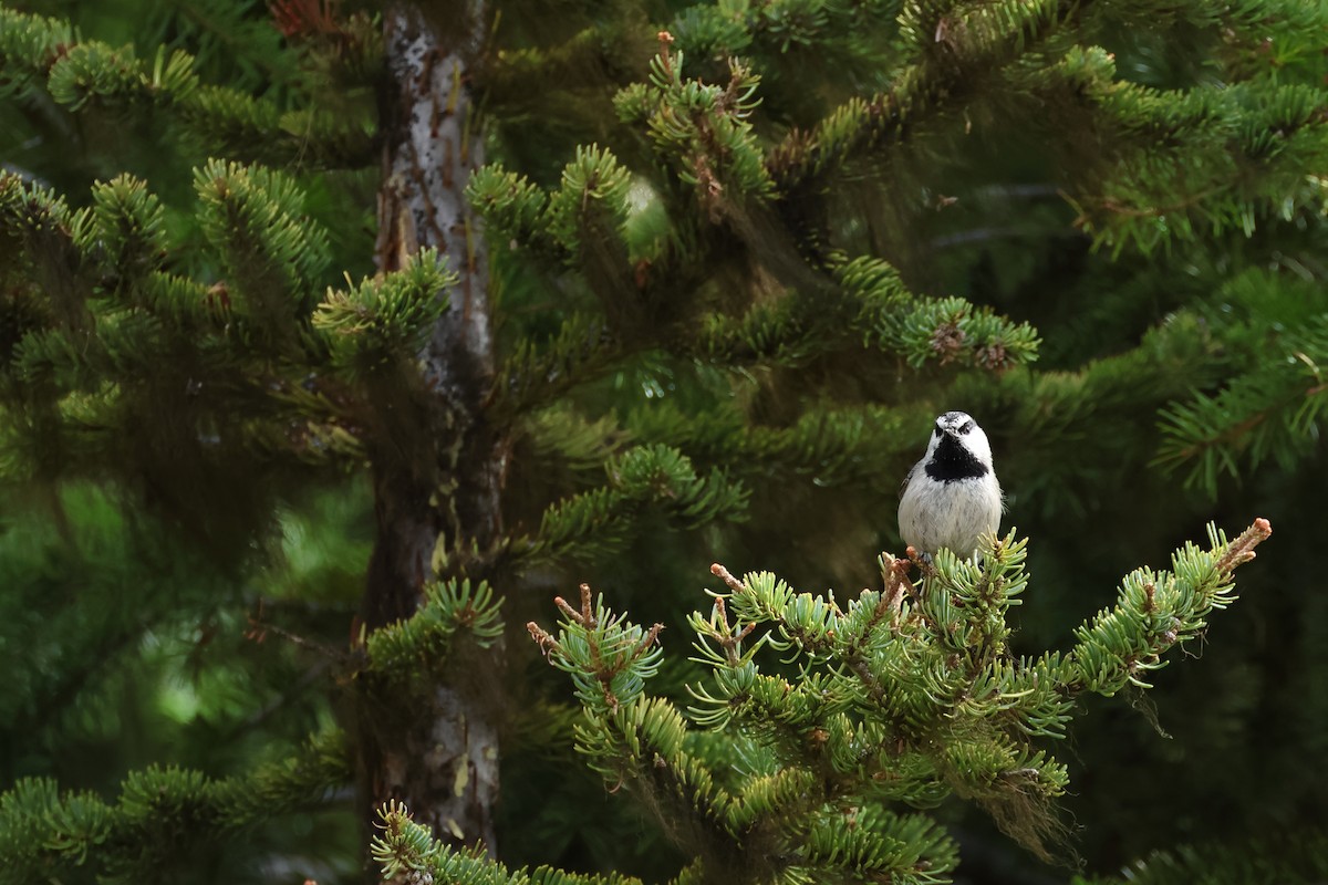 Mountain Chickadee - ML620494912