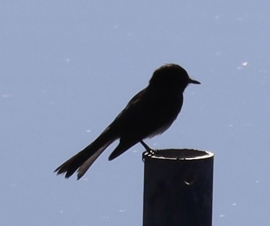 Black Phoebe - ML620494914