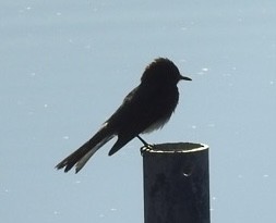 Black Phoebe - ML620494917