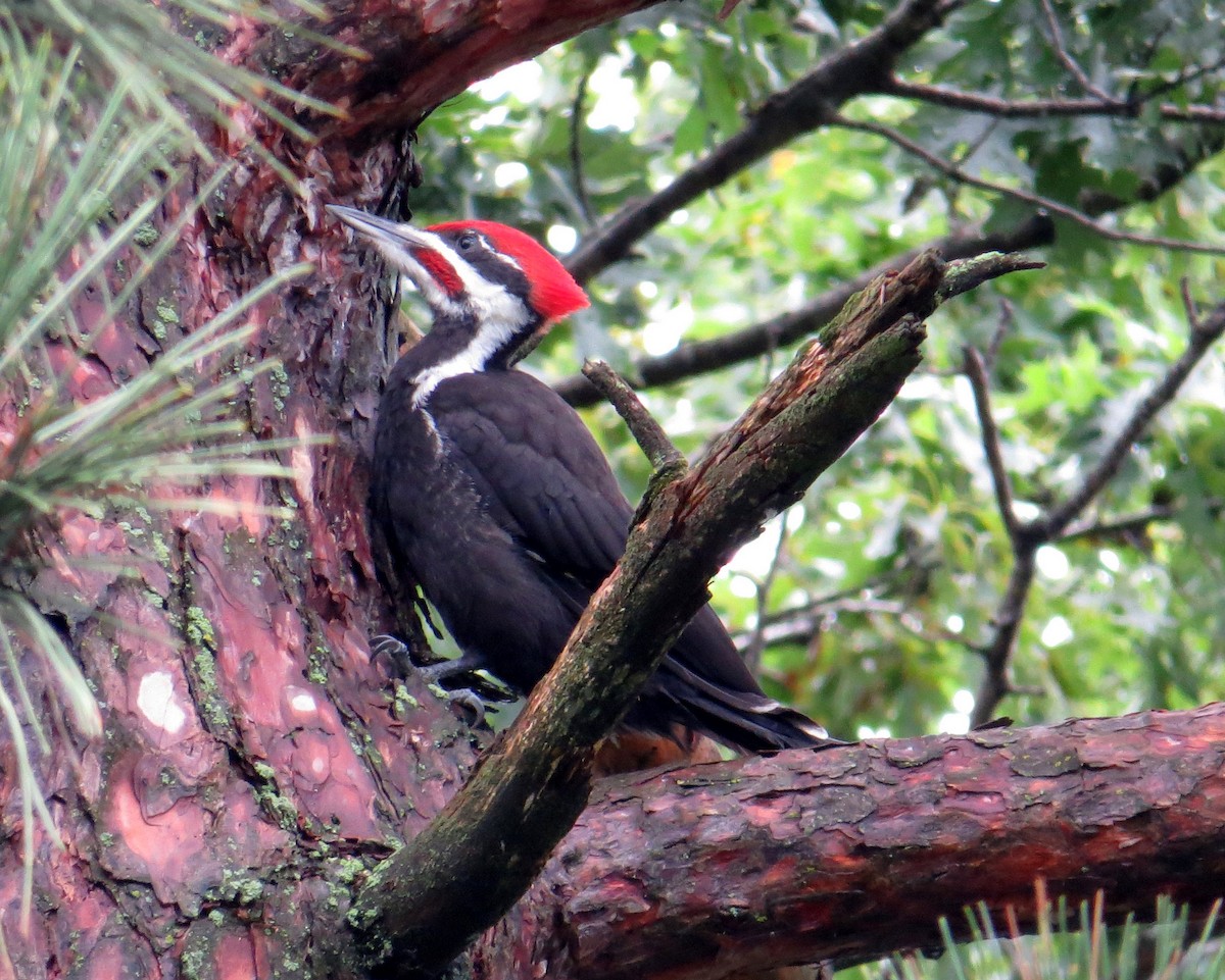 Pileated Woodpecker - ML620494930