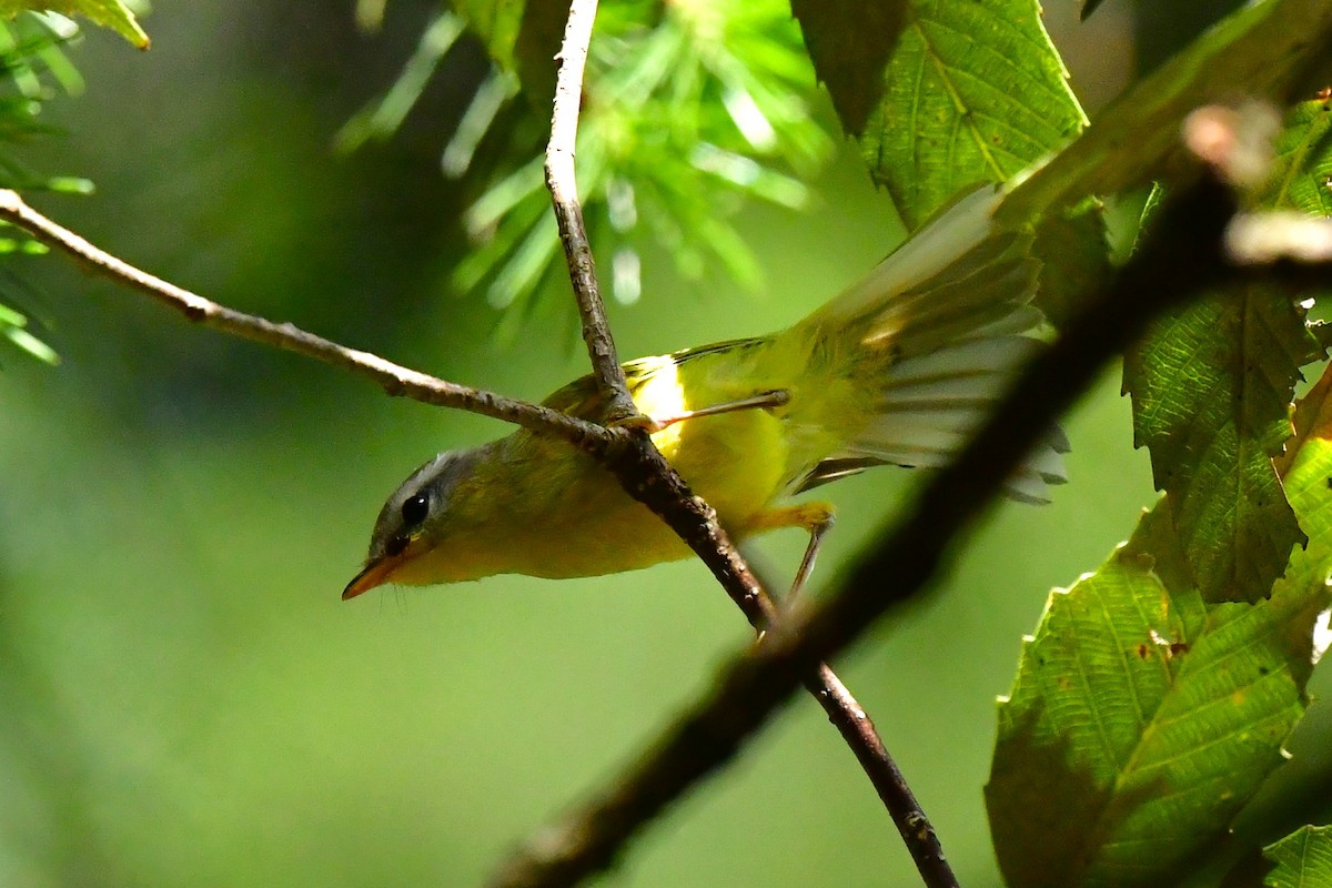 Gray-hooded Warbler - ML620494932