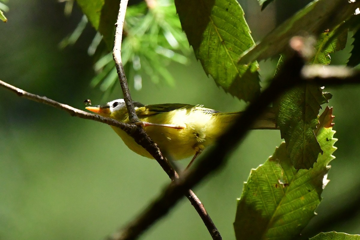 Gray-hooded Warbler - ML620494936