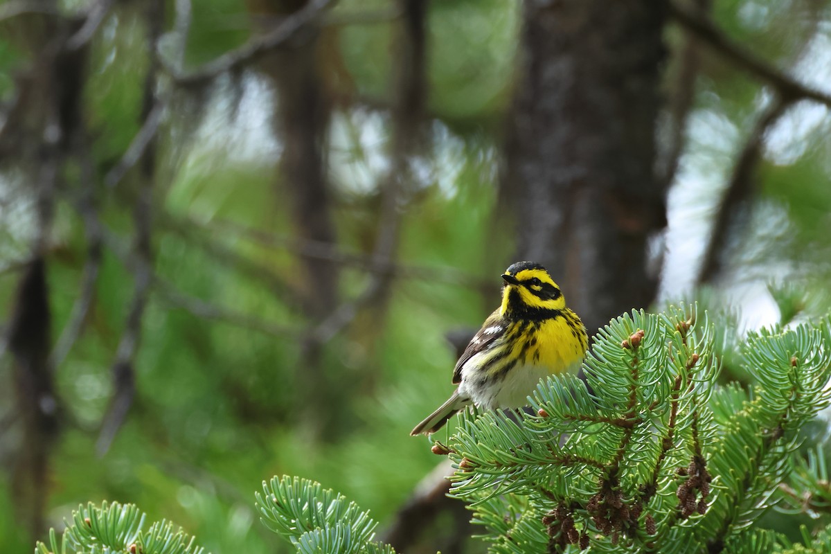 Townsend's Warbler - ML620494940