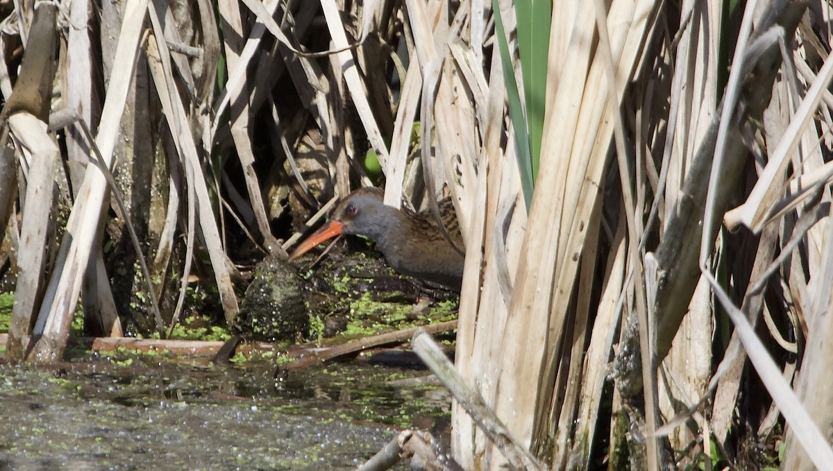 Water Rail - ML620494944