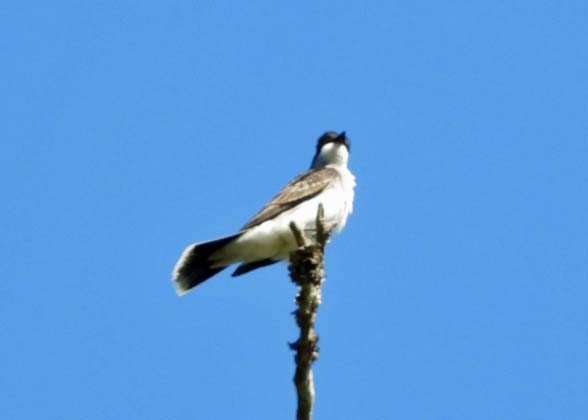 Eastern Kingbird - ML620494950