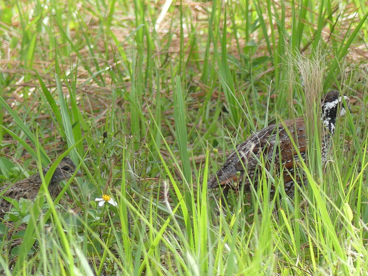 Northern Bobwhite - ML620494951