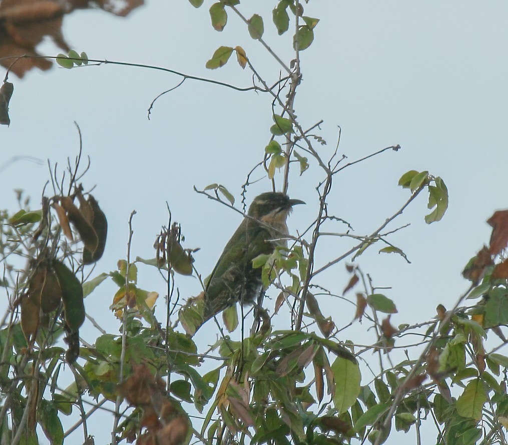 Dideric Cuckoo - ML620494959