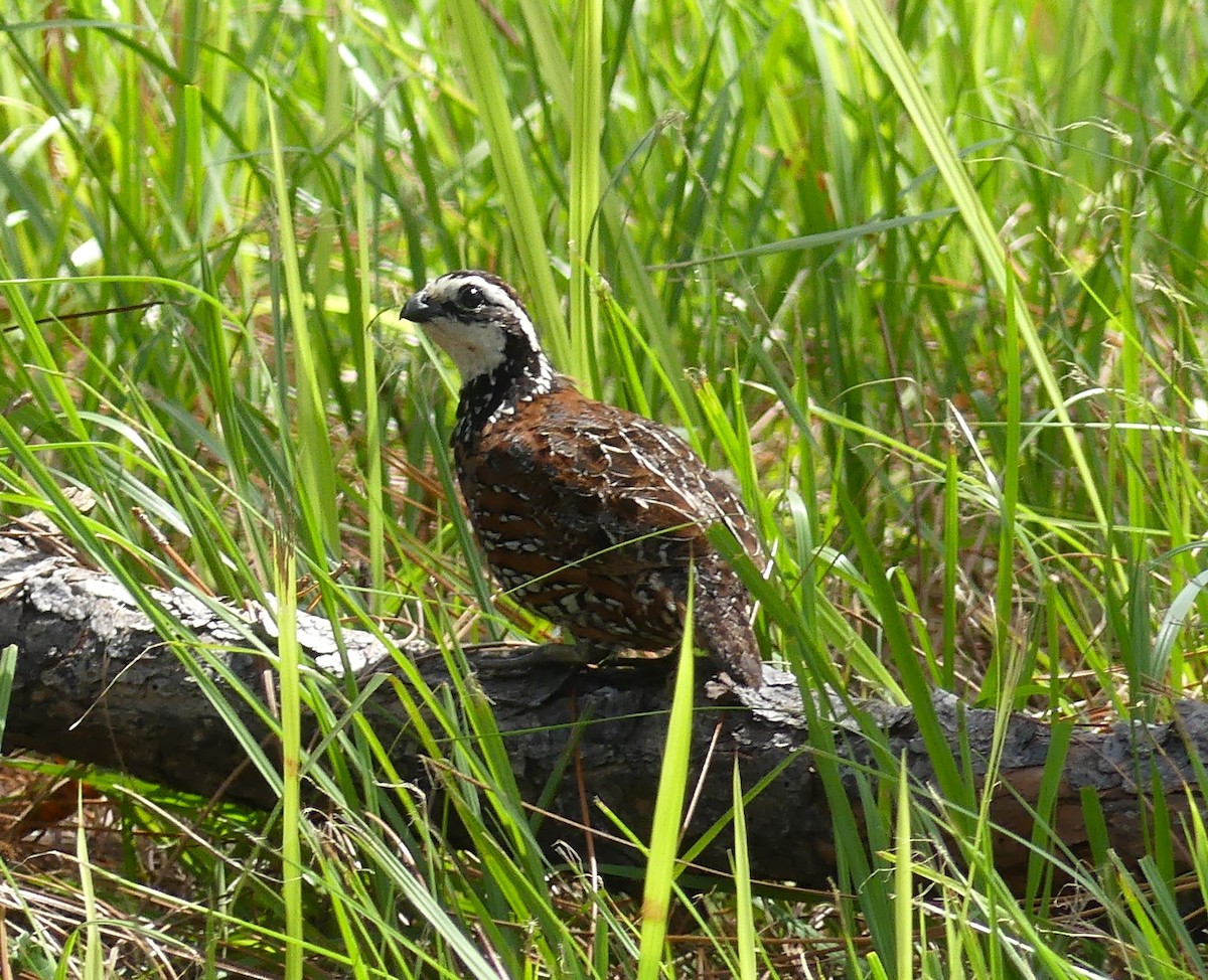 Northern Bobwhite - ML620494966