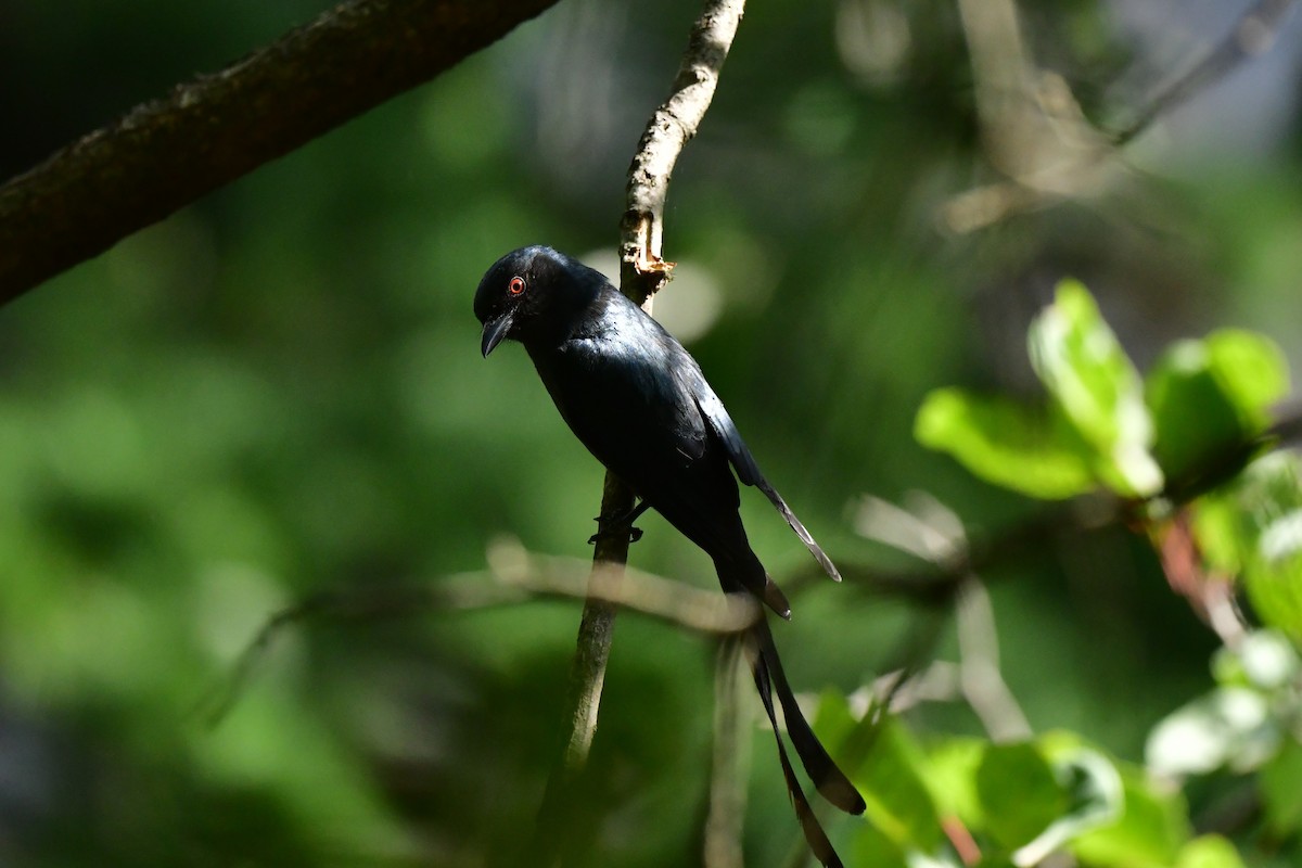 drongo kouřový - ML620494970