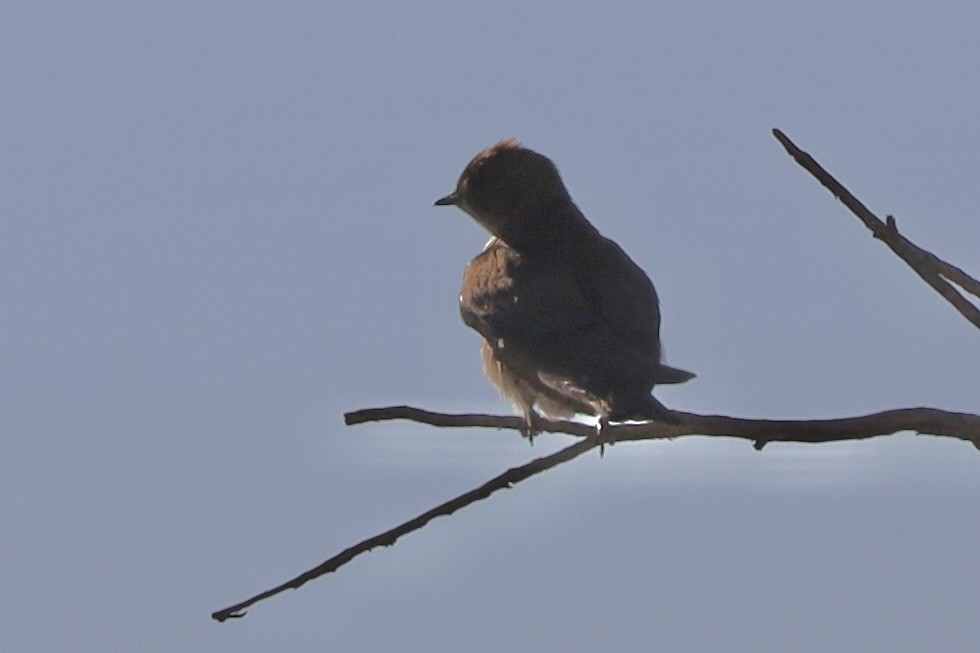 Northern Rough-winged Swallow - ML620494973
