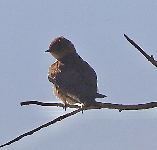 Northern Rough-winged Swallow - ML620494974